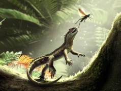 Mini predador de 242 milhões de anos muda a evolução dos lagartos