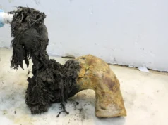 Cientistas recuperaram RNA de mamute de 40.000 anos que ainda está cheio de pistas