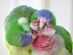 Como os periquitos fazem novos amigos de uma forma surpreendentemente humana