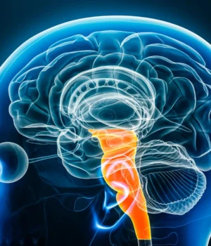 neuroscience-human-brainstem.webp.webp