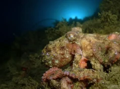 Cientistas ensinam às bactérias os segredos da camuflagem do polvo