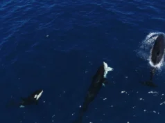 Baleias assassinas aperfeiçoam uma estratégia implacável para caçar grandes tubarões brancos