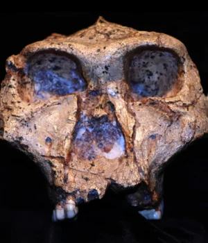 paranthropus-robustus-skull.webp.webp