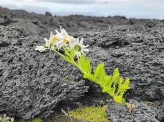 Os pássaros, e não o vento, dão vida à ilha mais jovem da Islândia
