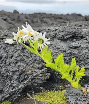 plants-colonizing-lava-field-on-surtsey-island.webp.webp