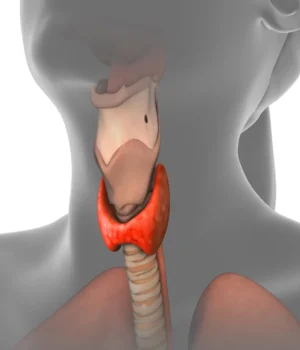 thyroid-gland-female-human-body.webp.webp