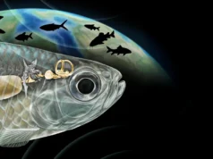 Peixes antigos com audição semelhante à humana surpreendem cientistas