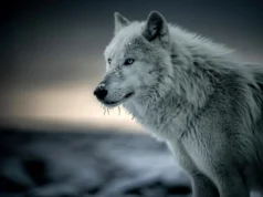 Cientistas descobrem DNA de lobo escondido na maioria dos cães