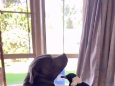 Os proprietários de Molly the Magpie compartilham uma atualização comovente: ‘Não parece real’