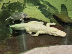 O amado crocodilo albino da Cal Academy of Sciences morre aos 30 anos