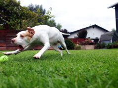 Paws In Need ajuda famílias a pagar por cuidados essenciais para animais de estimação – The Mercury News