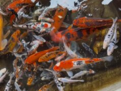 Homem que ajudou a roubar 85 carpas de um restaurante na Califórnia se declara culpado de roubo – The Mercury News