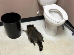 O guaxinim fica bêbado em uma loja de bebidas na Virgínia e acaba no chão do banheiro