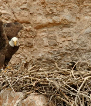 adult-bald-eagle-returning-to-nest.webp.webp