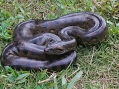 Cientistas descobrem por que sucuris foram gigantes por 12 milhões de anos