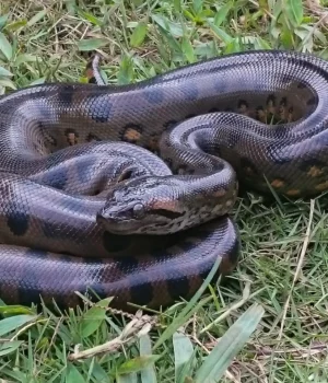 anaconda-in-grass.webp.webp