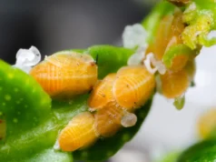Um pequeno inseto cítrico esconde um mistério biológico nunca antes visto