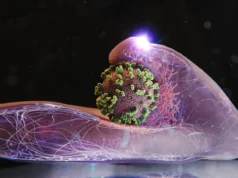 Cientistas capturam vírus da gripe navegando em células humanas em tempo real