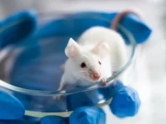 Cientistas usam combinação comum de medicamentos para aumentar a expectativa de vida em 70% em ratos machos idosos