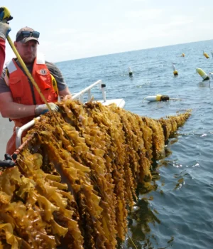 kelp-farming.webp.webp
