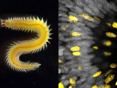 Um pequeno verme marinho revelou um grande mistério sobre como os olhos evoluem