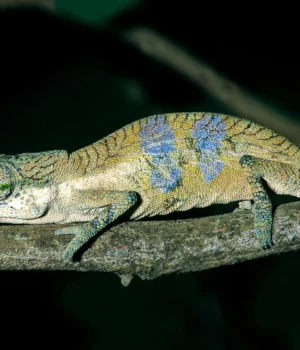 new-chameleon-species-calumma-pinocchio.webp.webp