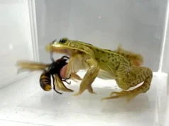 Sapos comedores de vespas mostram notável resistência ao veneno