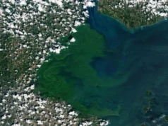 Nova pesquisa revela organismos ocultos por trás das flores tóxicas do Lago Erie