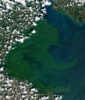 toxic-cyanobacteria-blooms-in-lake-erie.webp.webp