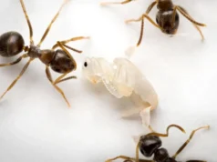 Formigas destruídas enviam um cheiro final para salvar sua colônia