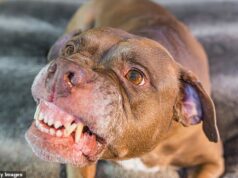 Quatro pessoas foram internadas no hospital com ferimentos graves após um ataque de cachorro em Melbourne