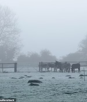 105127303-15426445-Pictured_Livestock_out_on_a_cold_frosty_and_foggy_morning_in_the-a-1_176725634109.avif