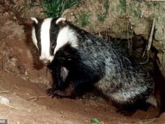 Atrasos nas obras na Sangam Badger Road forçaram os motoristas a fazer um desvio de 36 milhas