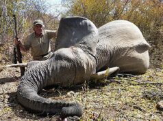 Cinco países africanos lançaram um ataque feroz à proibição trabalhista da caça de troféus