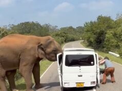 Turistas aterrorizados correm para salvar suas vidas enquanto elefantes destroem seu carro depois de ‘alimentar’ um deles no Sri Lanka