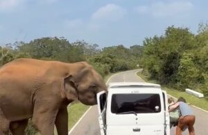 Turistas aterrorizados correm para salvar suas vidas enquanto elefantes destroem seu carro depois de ‘alimentar’ um deles no Sri Lanka