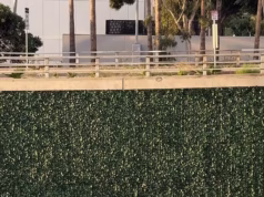 A decisão de instalar hera ‘à prova de graffiti’ nas rodovias de Los Angeles deu terrivelmente errado