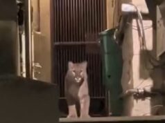 Leões da montanha foram vistos vagando por áreas residenciais em São Francisco