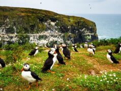 Saia impune com uma estadia gratuita nesta bela ilha – contanto que você esteja feliz em contar os papagaios-do-mar