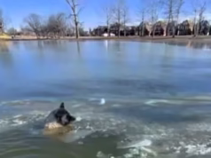 Momento de coragem grita cachorrinho salvo de água gelada no Missouri