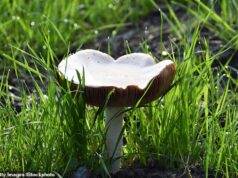 Um morre na Califórnia depois de comer o ‘cogumelo mais mortal’ do mundo, enquanto autoridades de saúde alertam sobre um ‘surto sem precedentes’