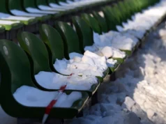 👀 Mais caos de neve a caminho: está em jogo outro jogo do Werder?