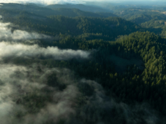 Reserva de sequoias antigas da Bay Area preparada para expansão – The Mercury News