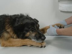 Importância de aprender RCP e primeiros socorros para animais de estimação – The Mercury News