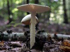 Como os animais sabem que é seguro comer cogumelos no quintal de Sunnyvale?