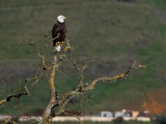 Palo Alto Group compra 2.284 acres no Sargent Ranch e encerra batalha de 10 anos