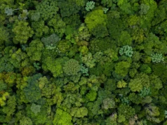 Quarenta anos de dados florestais revelam uma Amazônia em mudança