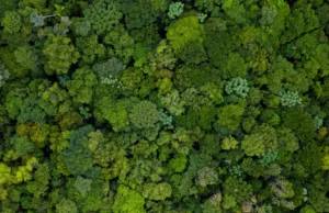 Quarenta anos de dados florestais revelam uma Amazônia em mudança