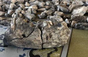 Este maxilar de 2,6 milhões de anos muda a história humana