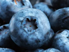 Nova revisão sugere que mirtilos silvestres apoiam a saúde do coração e do intestino
